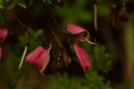 Indigofera goetzei