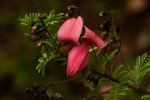 Indigofera goetzei