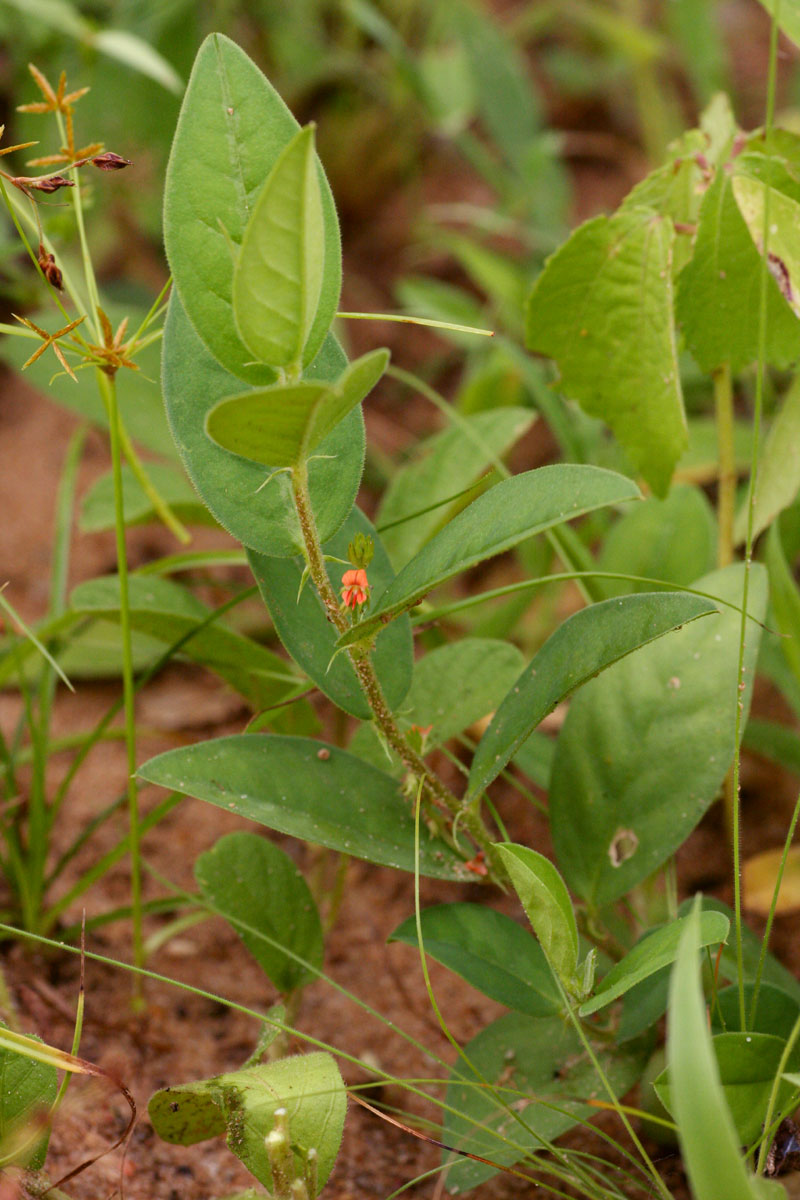 Indigofera nummulariifolia