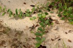 Indigofera nummulariifolia