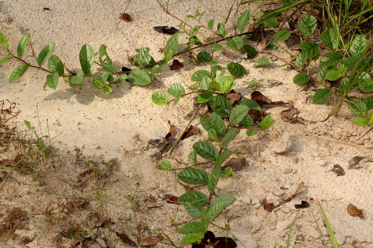 Indigofera nummulariifolia