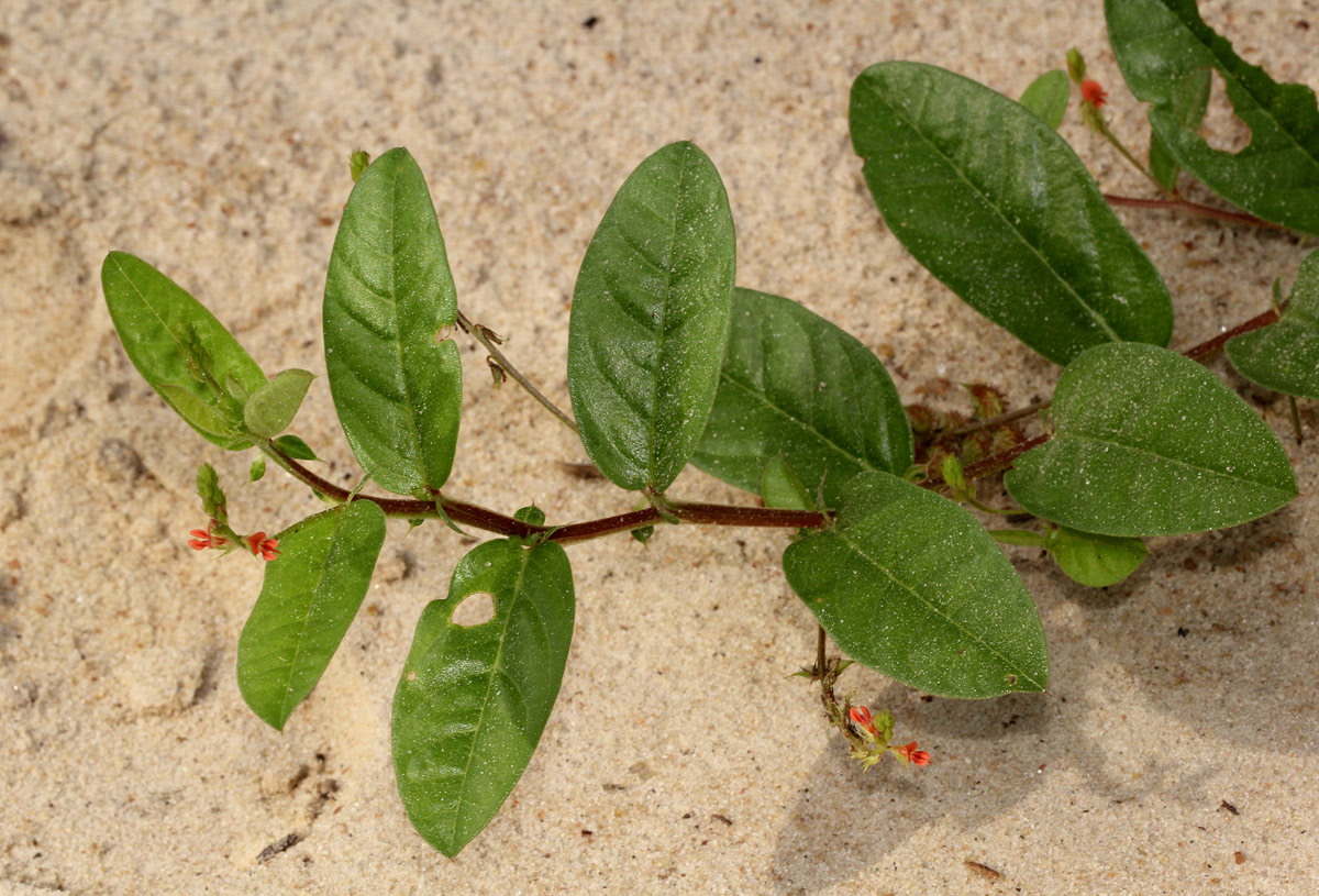 Indigofera nummulariifolia