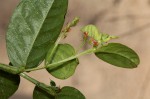 Indigofera nummulariifolia