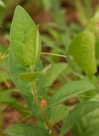 Indigofera nummulariifolia