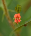 Indigofera nummulariifolia