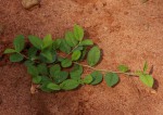 Indigofera nummulariifolia