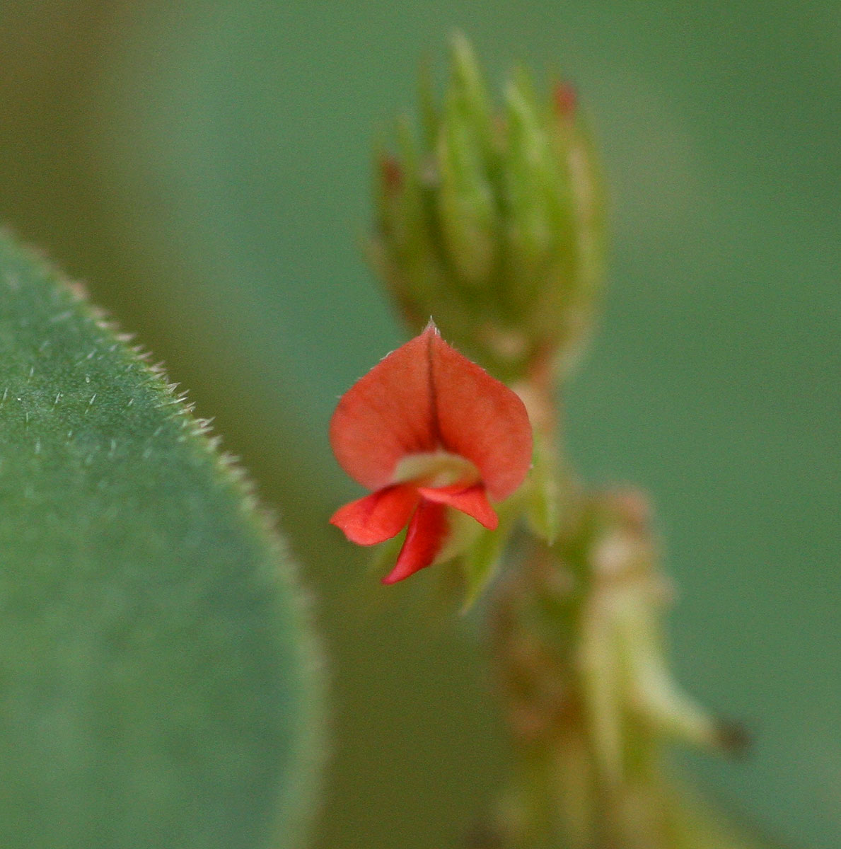 Indigofera nummulariifolia