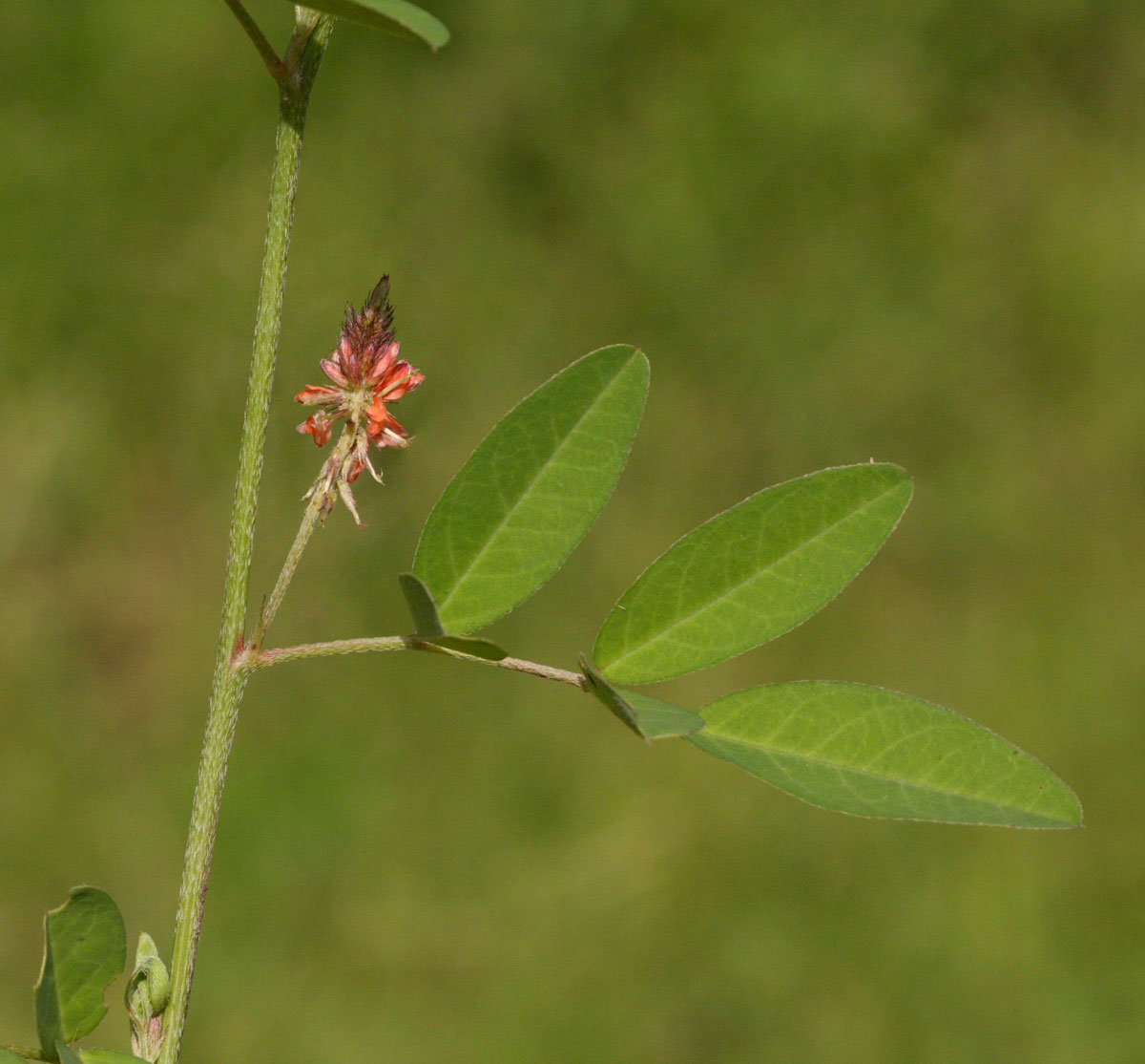 Indigofera praticola var. praticola