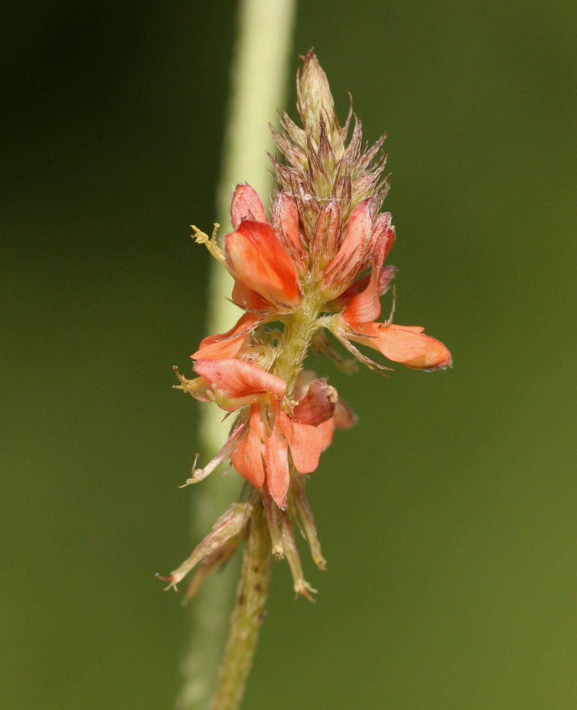 Indigofera praticola var. praticola