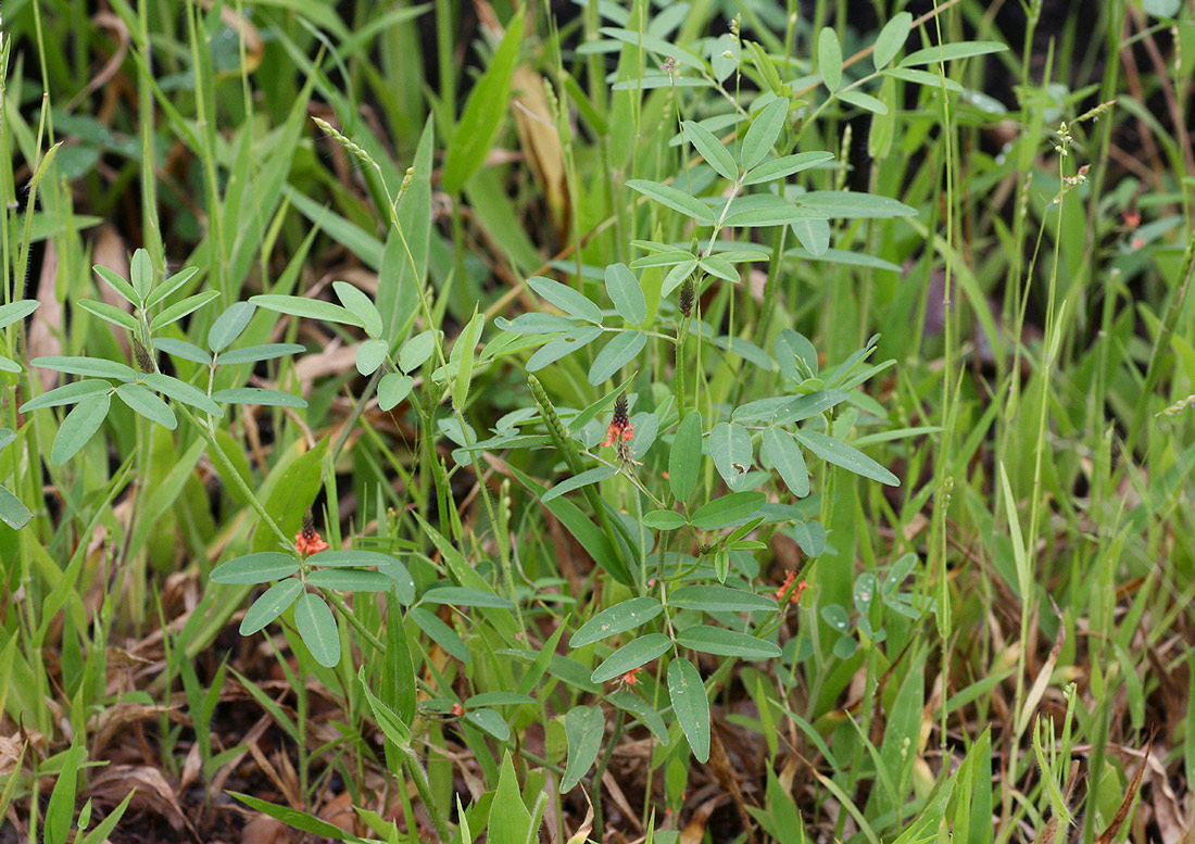 Indigofera praticola var. praticola