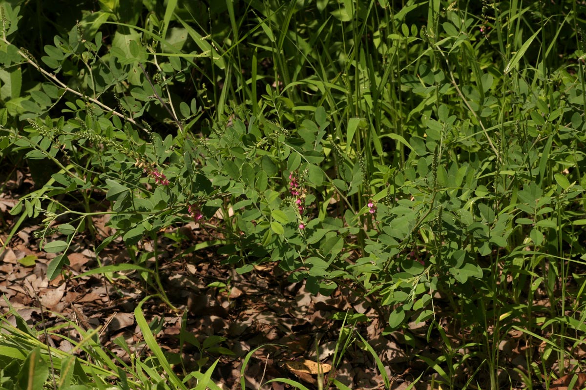 Indigofera schimperi var. schimperi