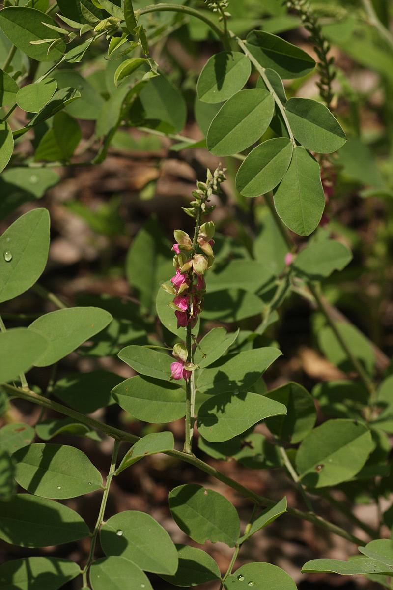 Indigofera schimperi var. schimperi