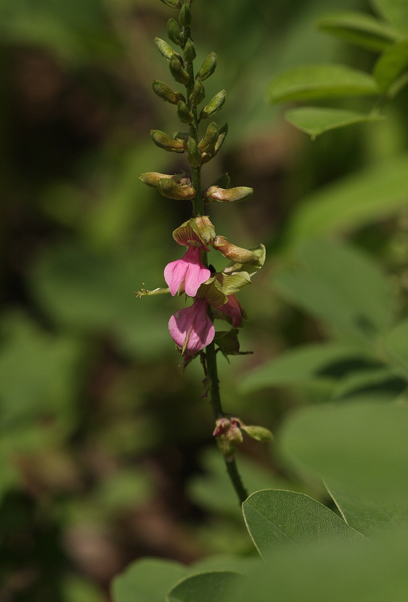 Indigofera schimperi var. schimperi