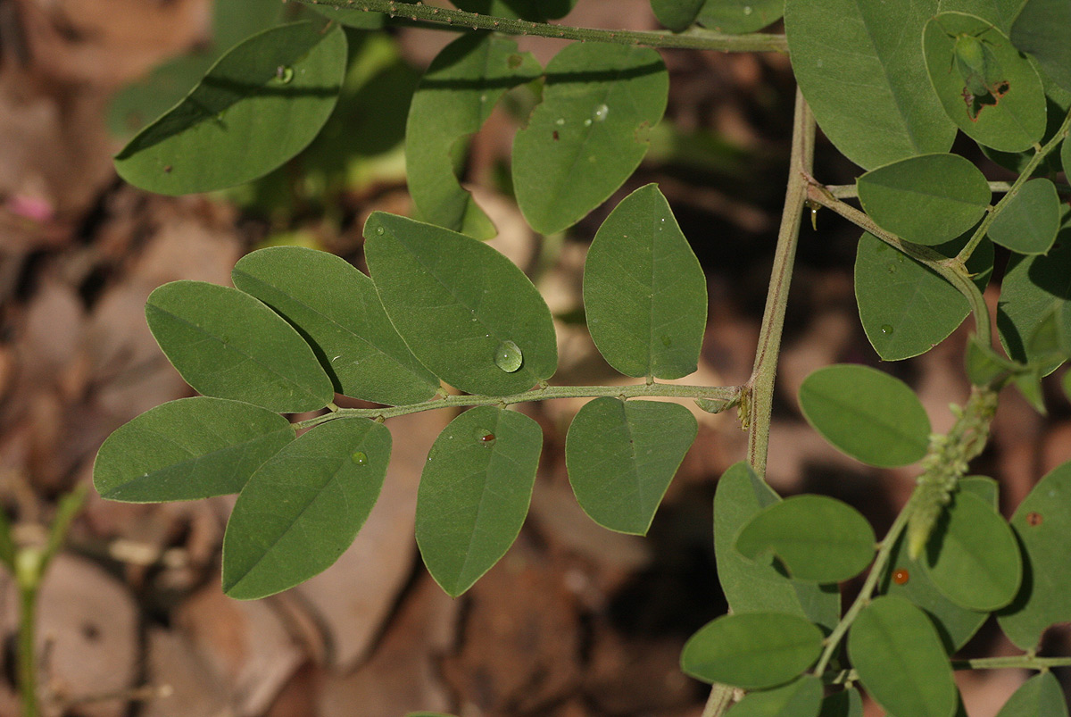 Indigofera schimperi var. schimperi