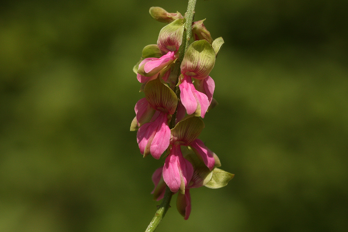 Indigofera schimperi var. schimperi