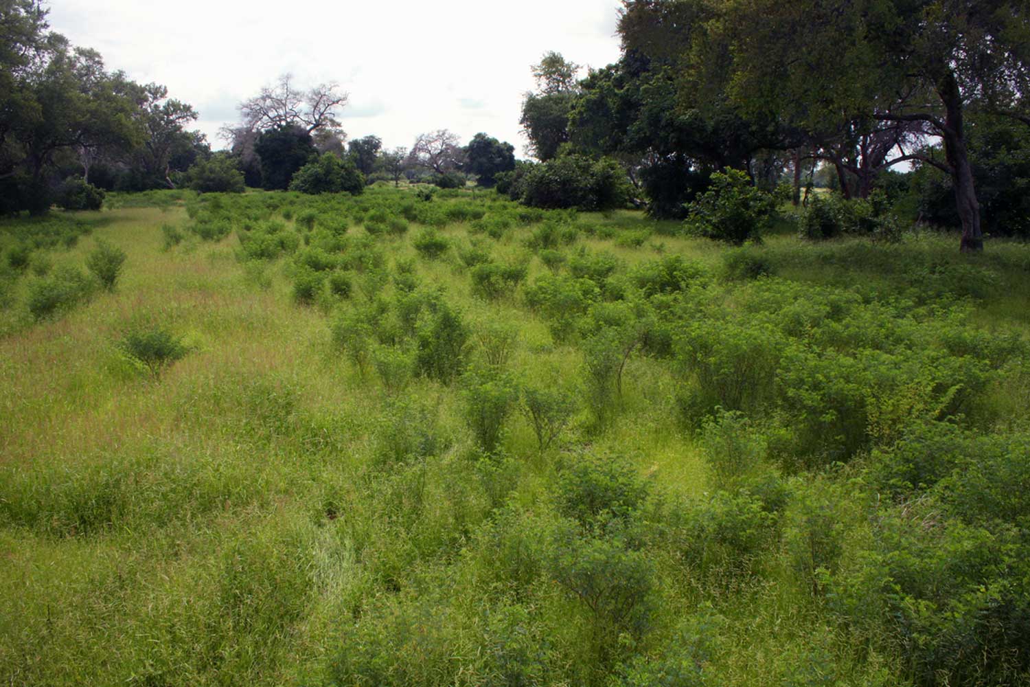 Indigofera tinctoria var. arcuata