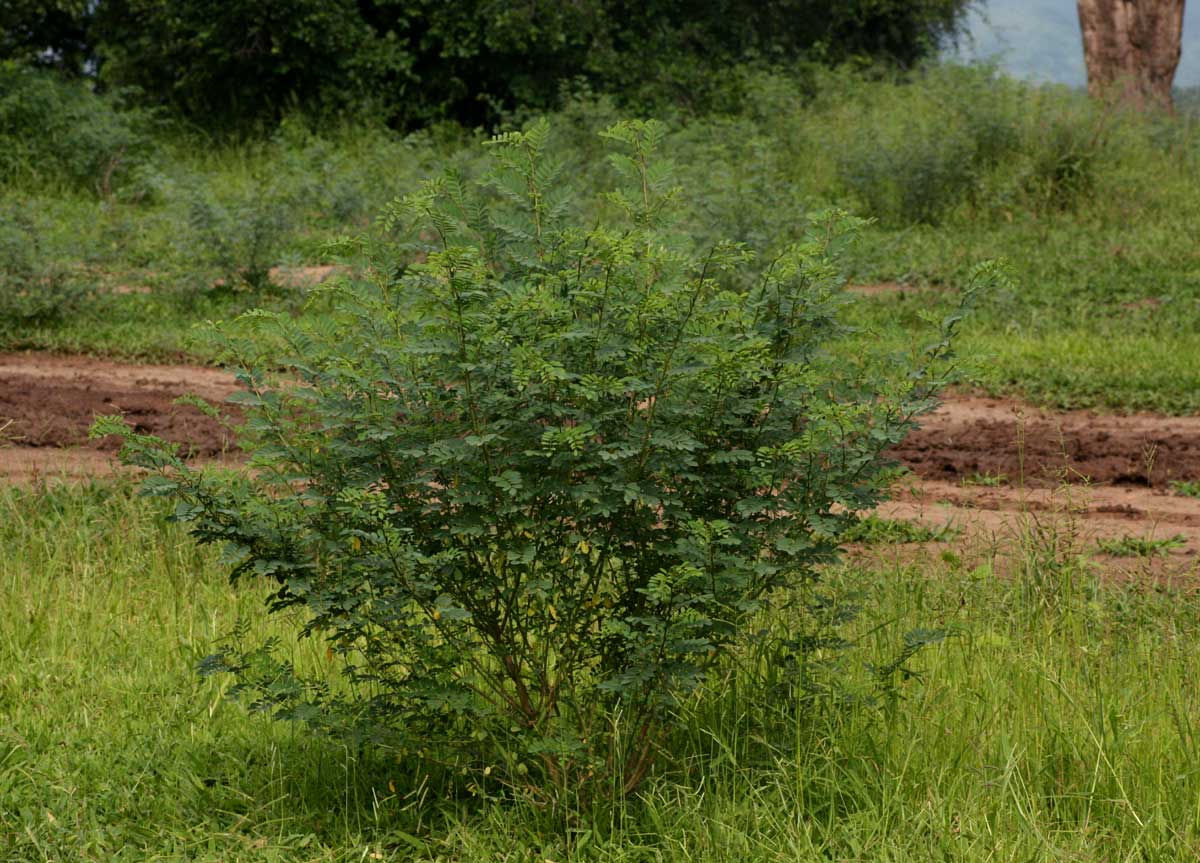 Indigofera tinctoria var. arcuata