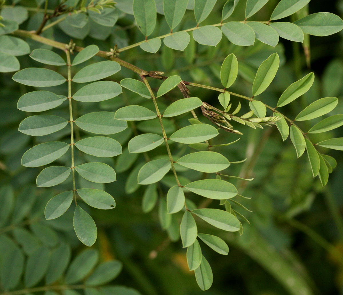 Indigofera tinctoria var. arcuata