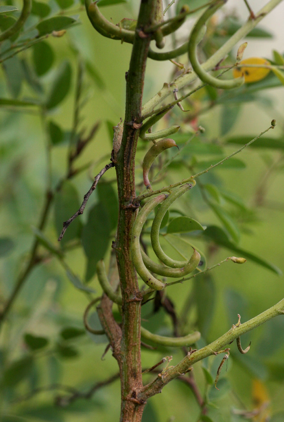 Indigofera tinctoria var. arcuata