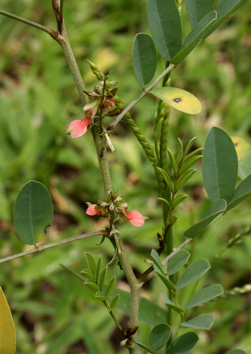 Indigofera tinctoria var. arcuata