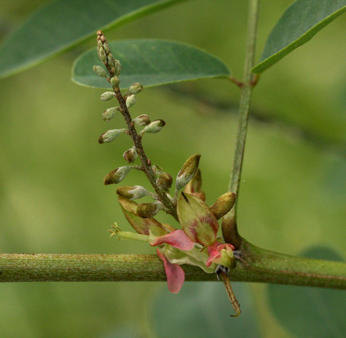 Indigofera tinctoria var. arcuata