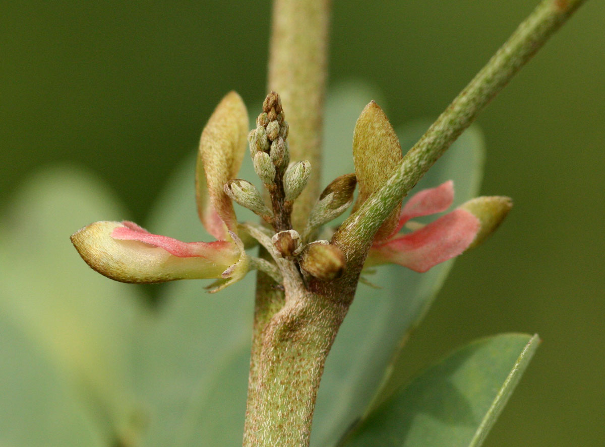 Indigofera tinctoria var. arcuata