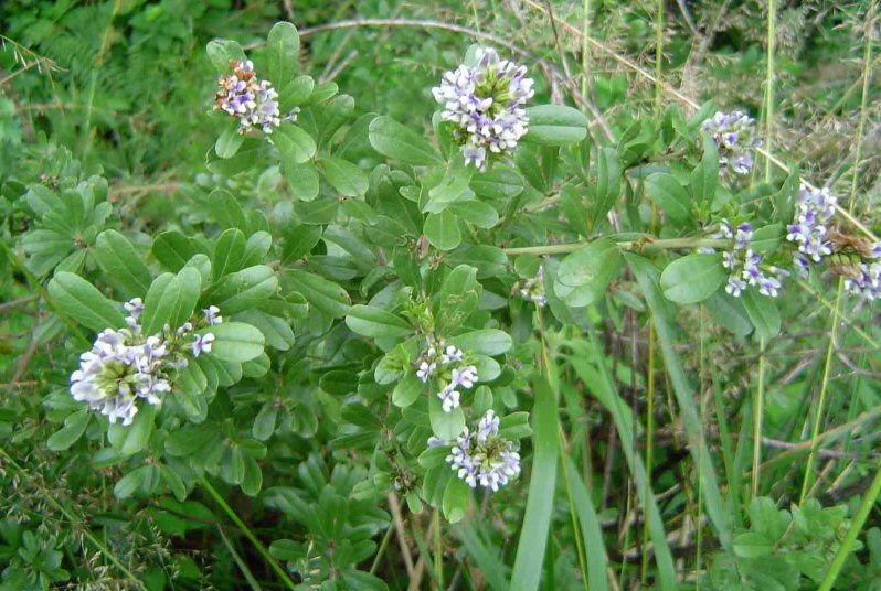 Otholobium foliosum subsp. gazense