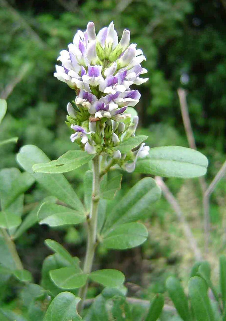 Otholobium foliosum subsp. gazense