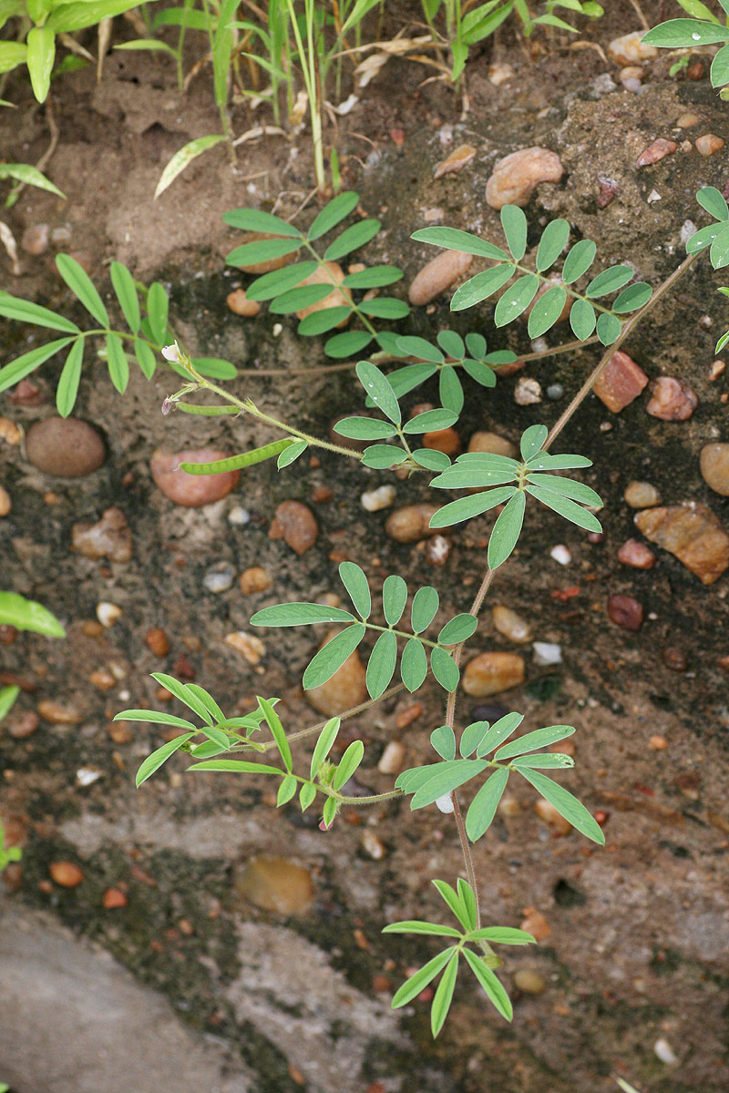 Tephrosia uniflora subsp. uniflora