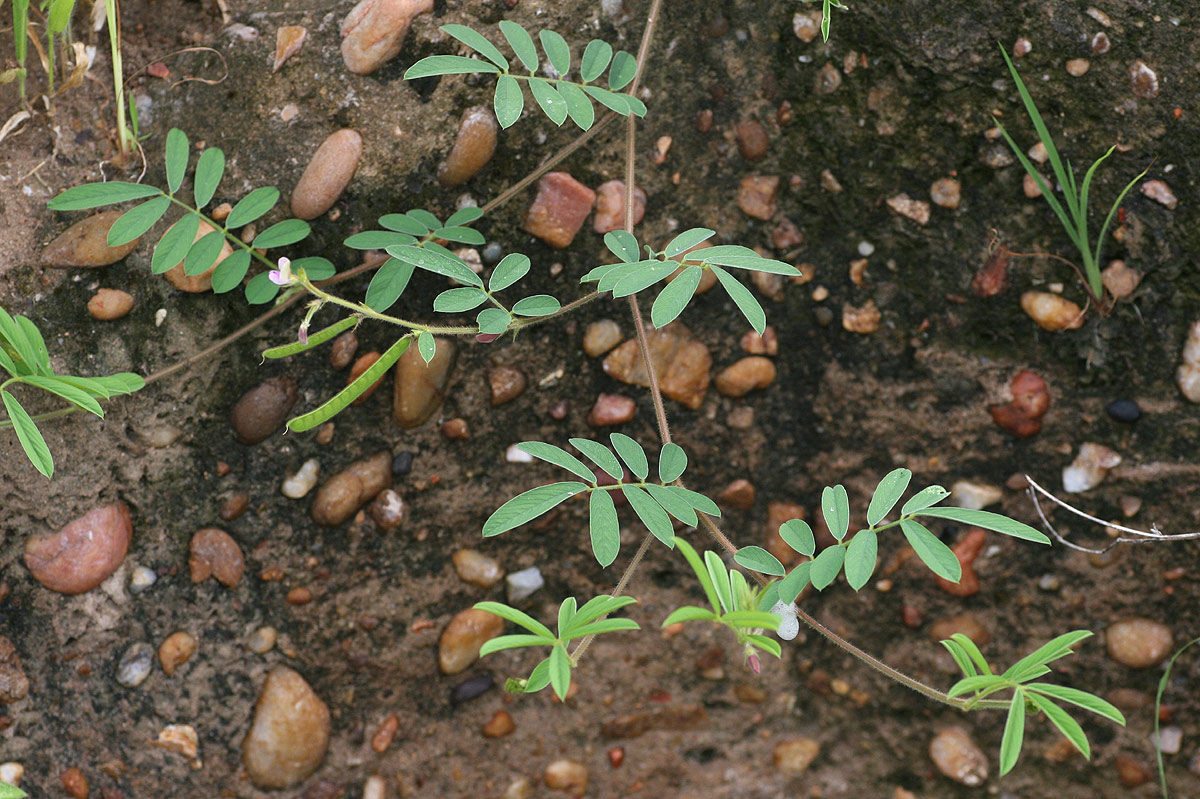 Tephrosia uniflora subsp. uniflora