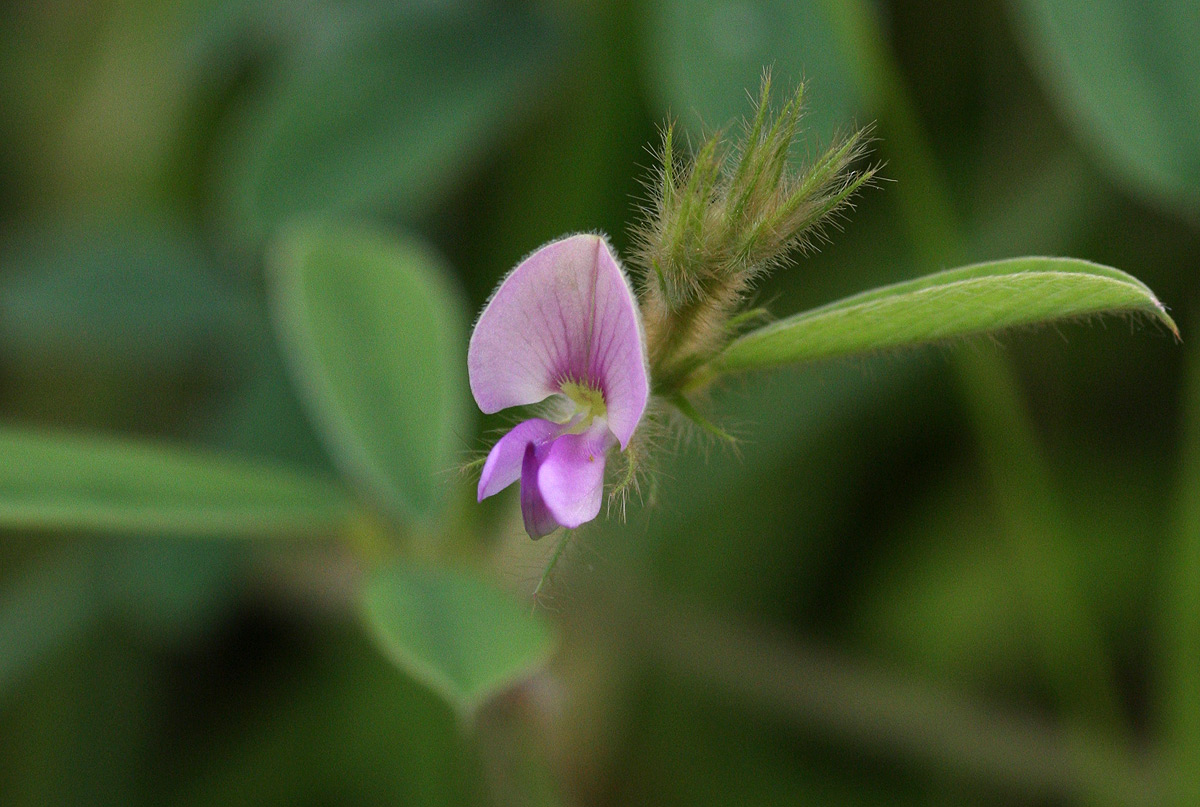 Tephrosia uniflora subsp. uniflora