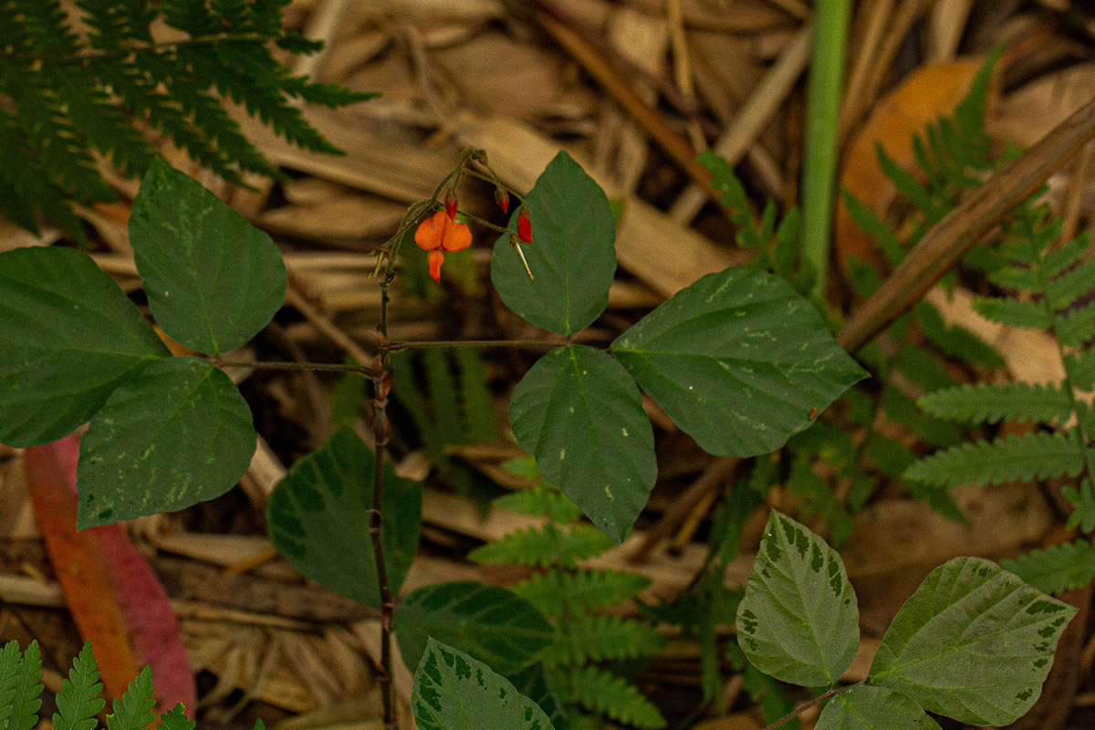 Hylodesmum repandum