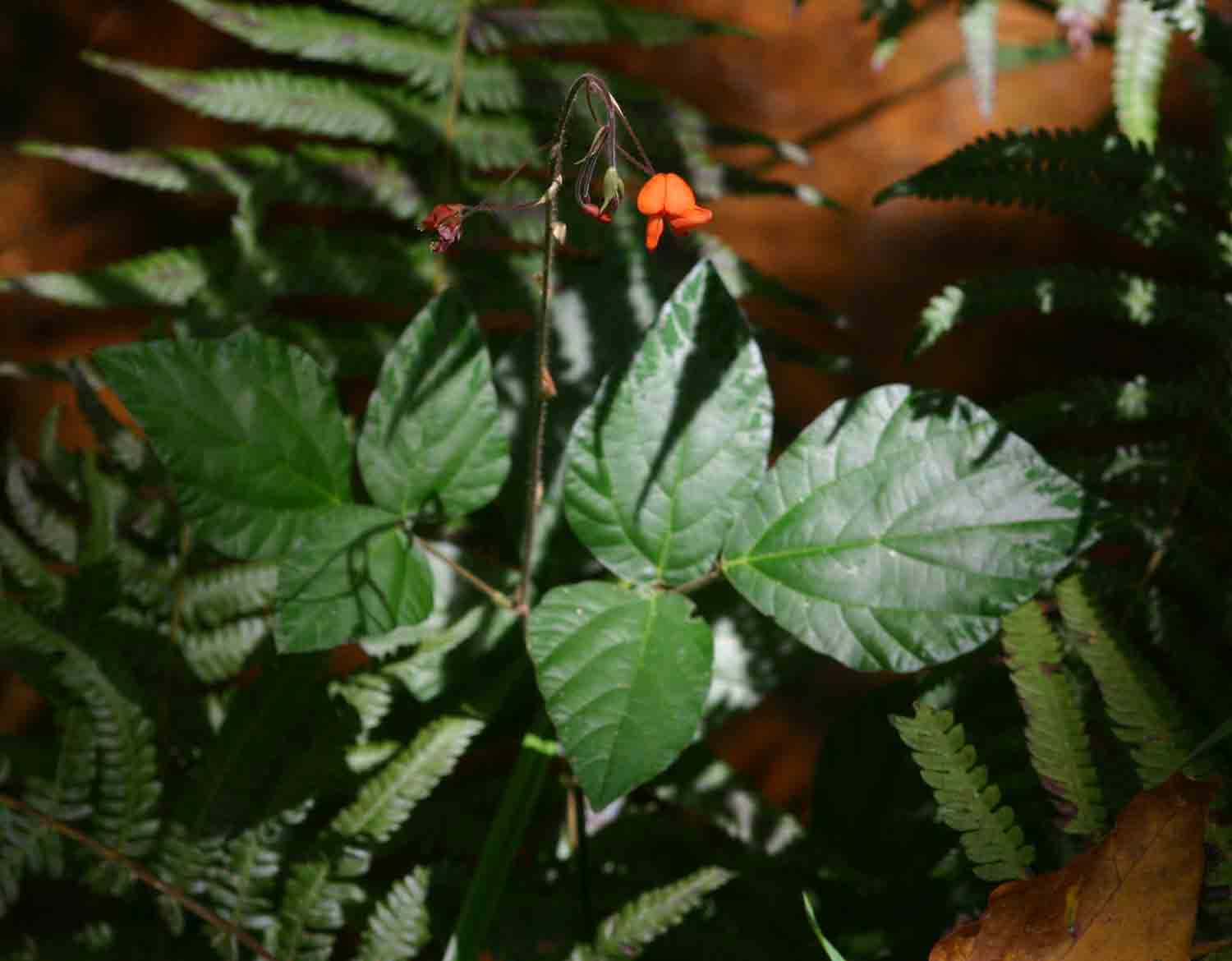 Hylodesmum repandum