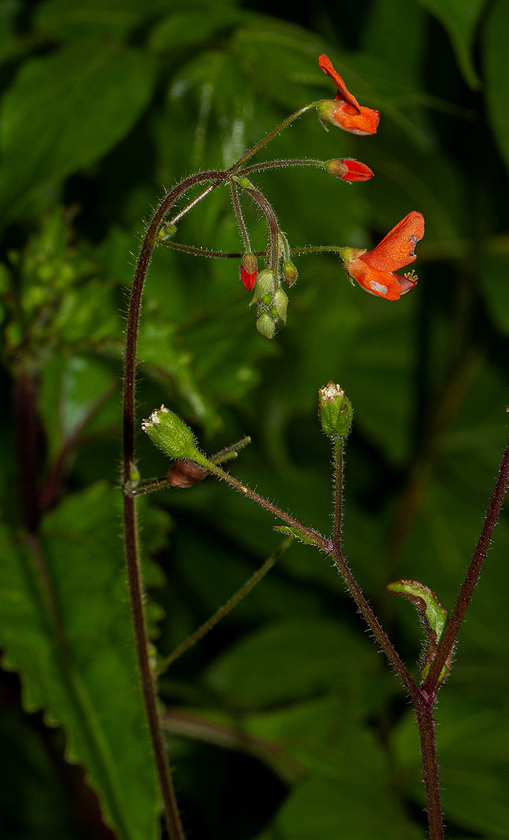 Hylodesmum repandum