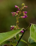 Pseudarthria hookeri var. hookeri