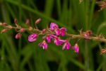 Pseudarthria hookeri var. hookeri