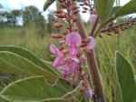 Pseudarthria hookeri var. hookeri