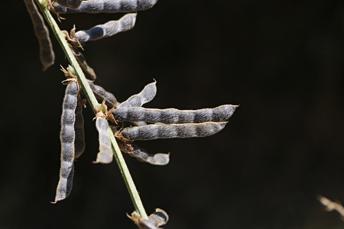 Neonotonia wightii subsp. wightii var. longicauda