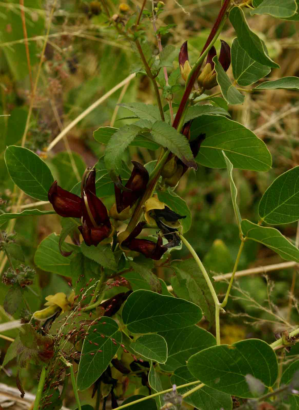 Mucuna coriacea subsp. irritans