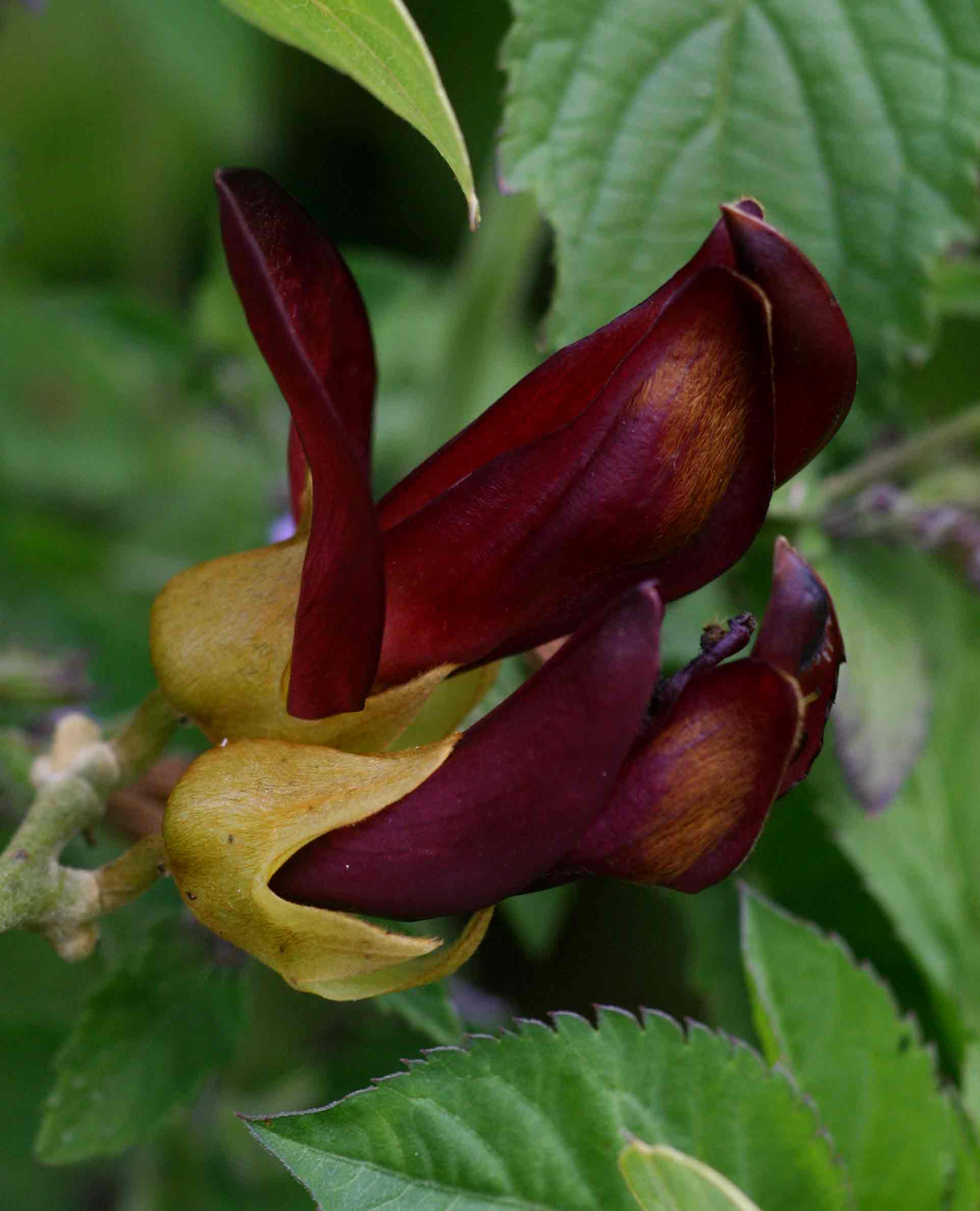 Mucuna coriacea subsp. irritans