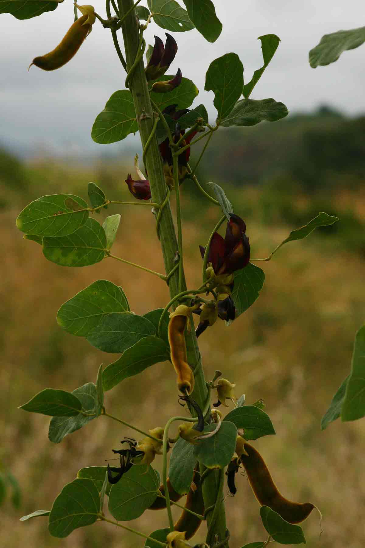 Mucuna coriacea subsp. irritans