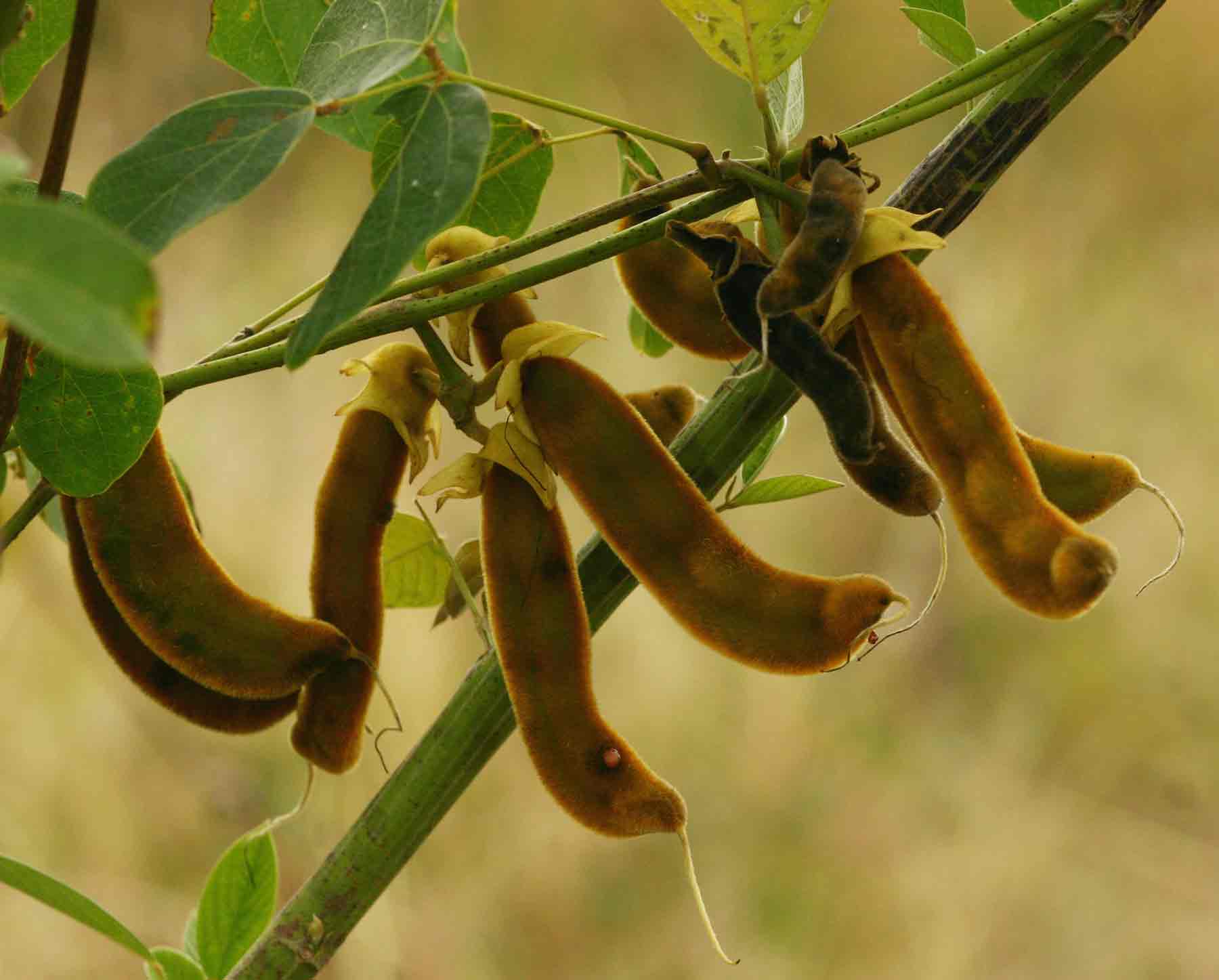 Mucuna coriacea subsp. irritans