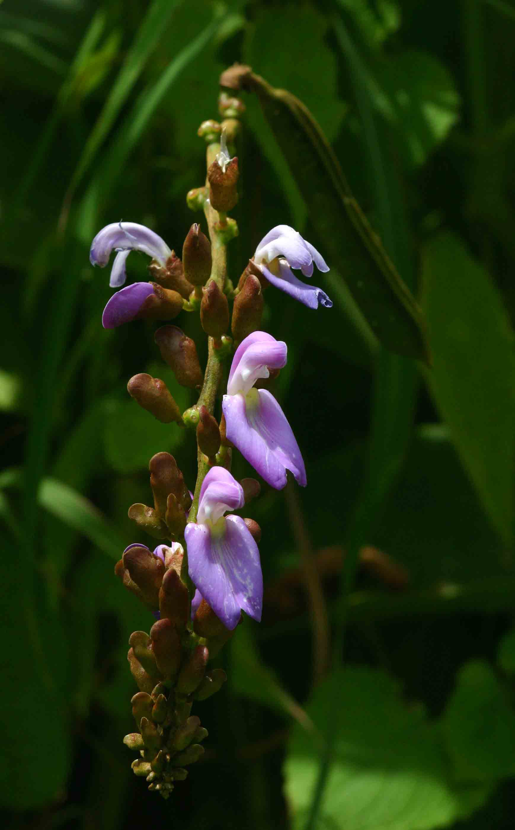 Canavalia africana