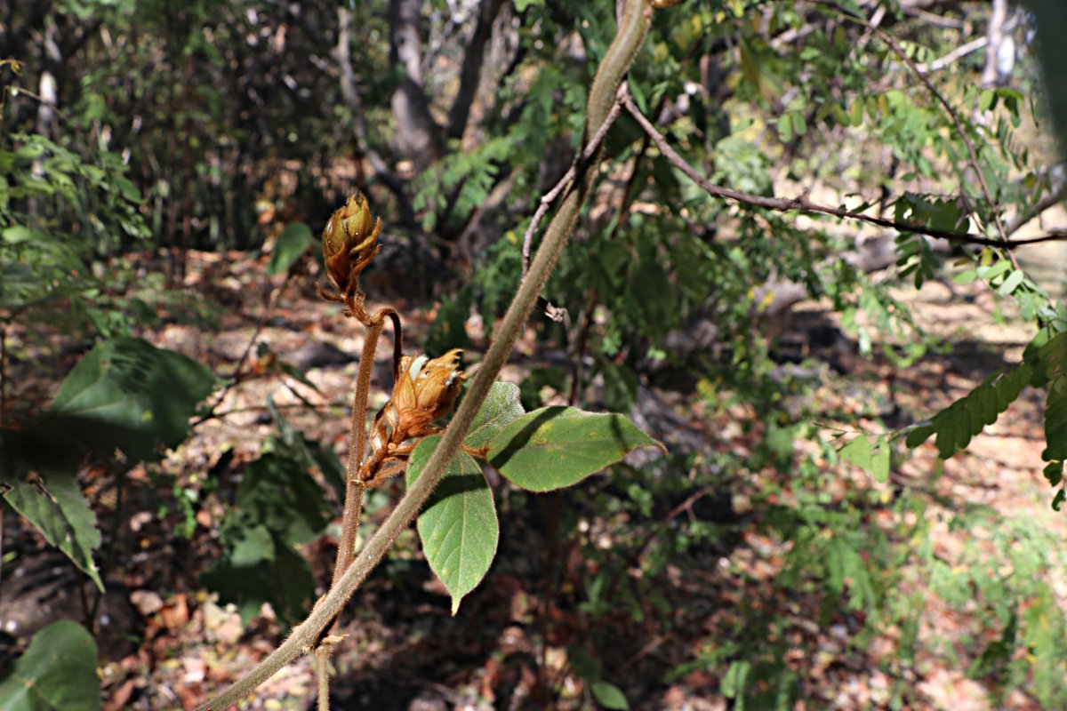 Rhynchosia hirta