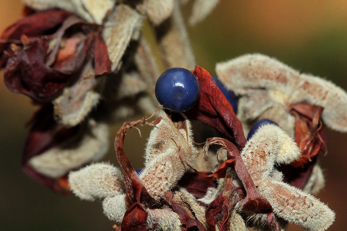 Rhynchosia hirta