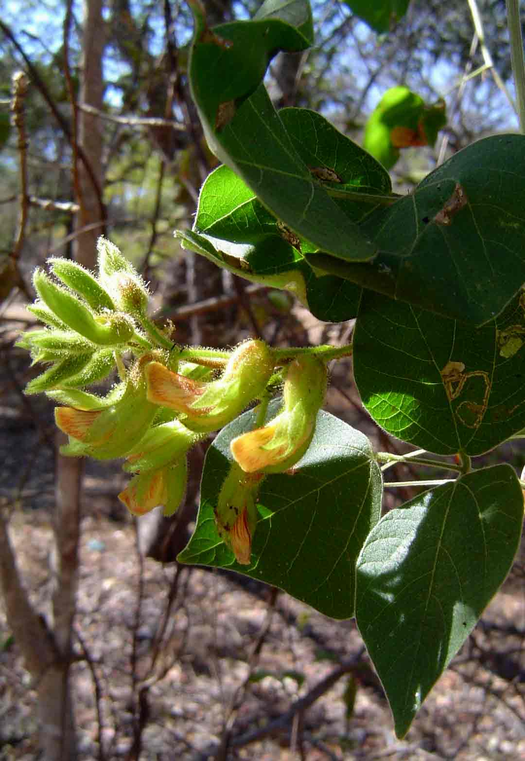 Rhynchosia resinosa