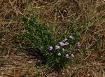 Vigna frutescens subsp. frutescens var. frutescens