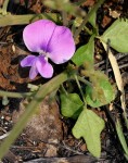 Vigna frutescens subsp. frutescens var. frutescens