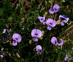 Vigna frutescens subsp. frutescens var. frutescens