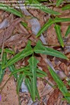 Vigna frutescens subsp. frutescens var. frutescens